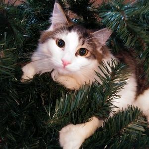 Meet your Posher, Jenine